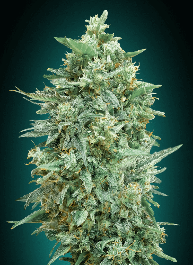 00 Seeds Northern Lights XXL Auto Feminised Seeds seed packaging