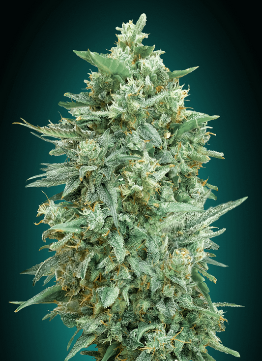 00 Seeds Northern Lights XXL Auto Feminised Seeds seed packaging