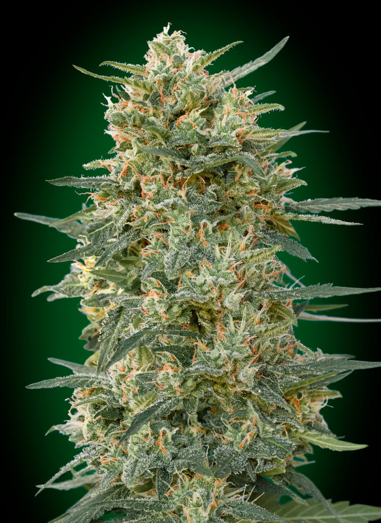 00 Seeds Gorilla FAST Feminised Seeds seed packaging