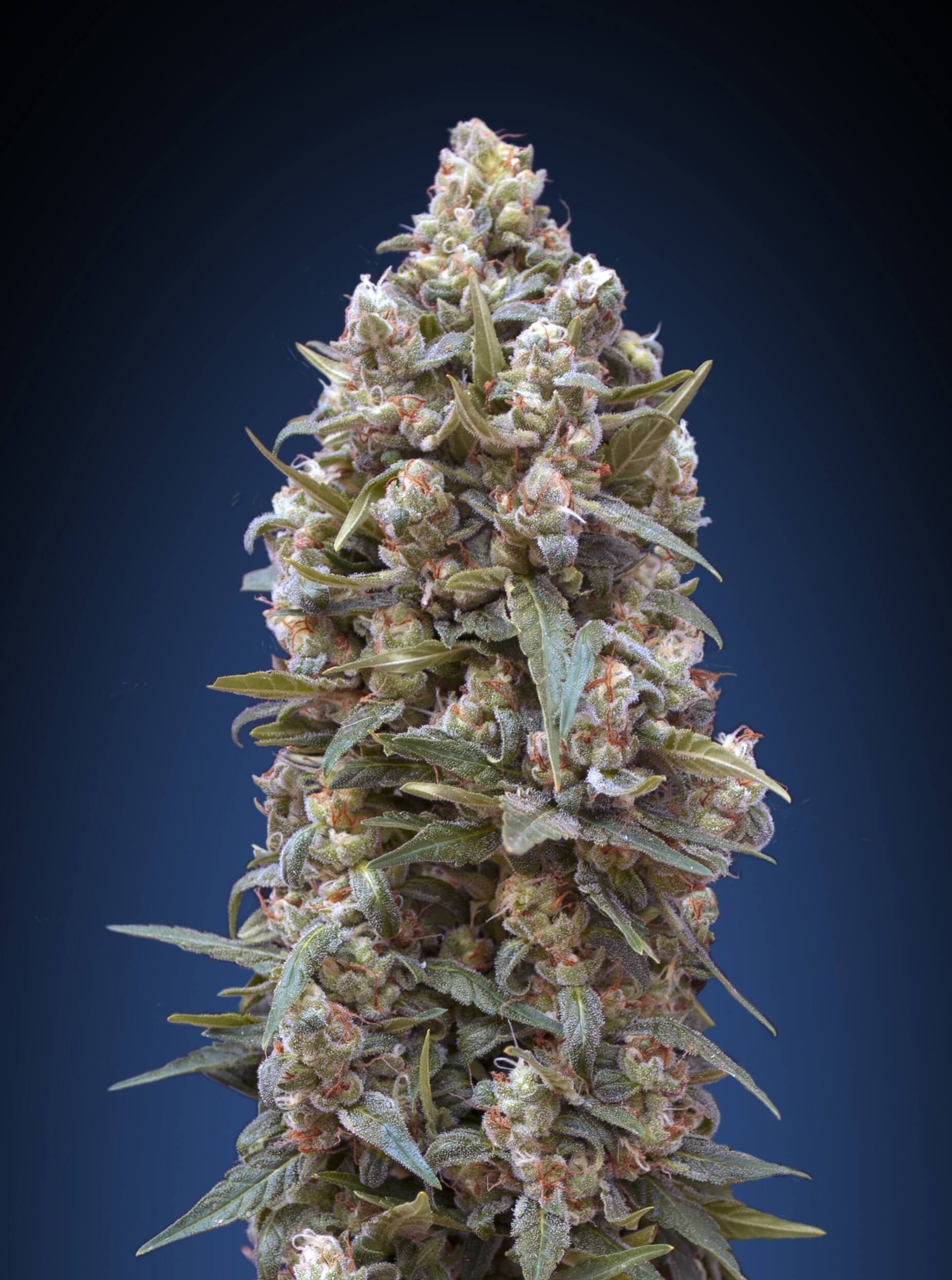 00 Seeds 00 Kush Feminised Seeds seed packaging