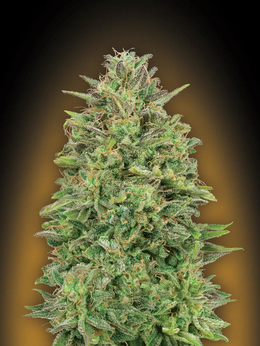 00 Seeds 00 Skunk Feminised Seeds seed packaging