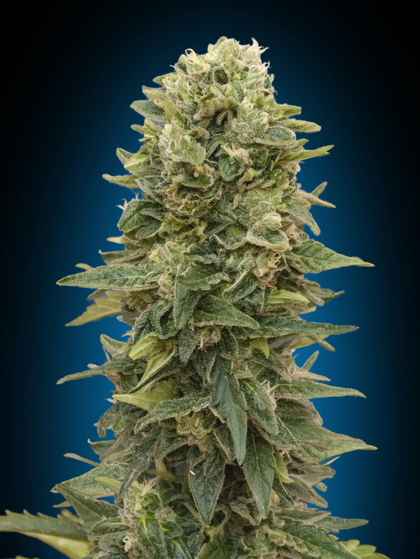 00 Seeds Afghan Mass Auto Feminised Seeds seed packaging