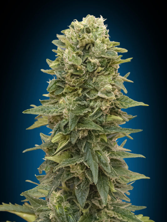 00 Seeds Afghan Mass Auto Feminised Seeds seed packaging