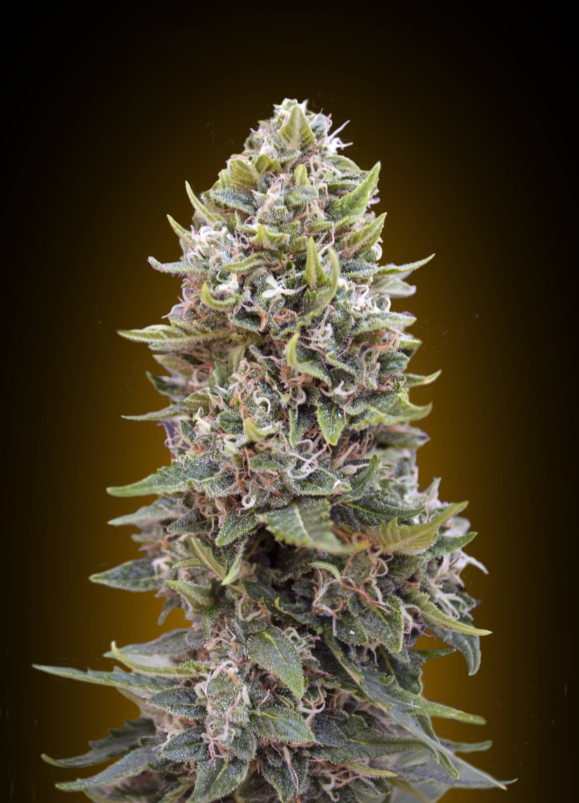 00 Seeds Cheese Berry Auto Feminised Seeds seed packaging