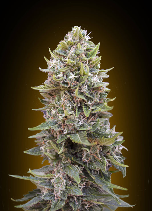 00 Seeds Cheese Berry Auto Feminised Seeds seed packaging