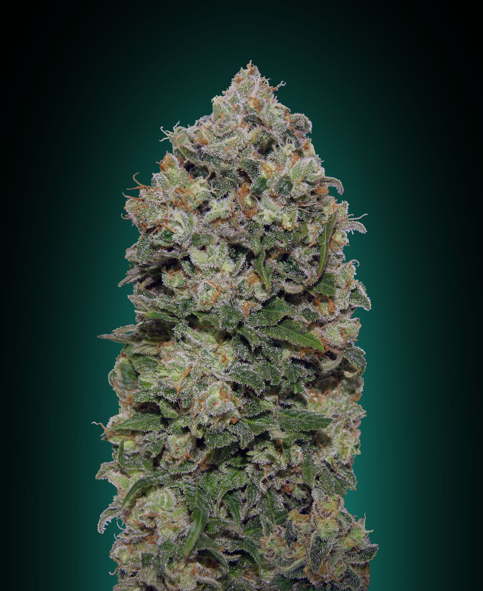 00 Seeds Northern Lights Feminised Seeds seed packaging