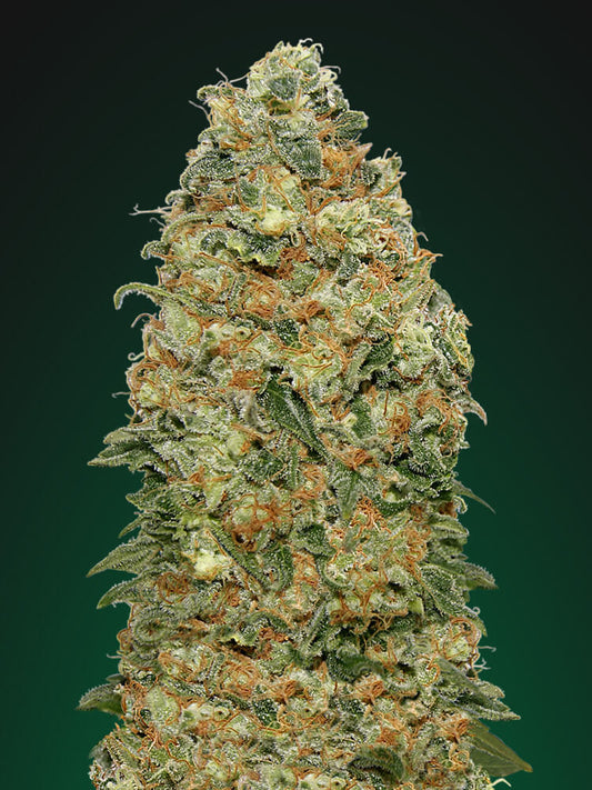 00 Seeds White Widow Feminised Seeds seed packaging