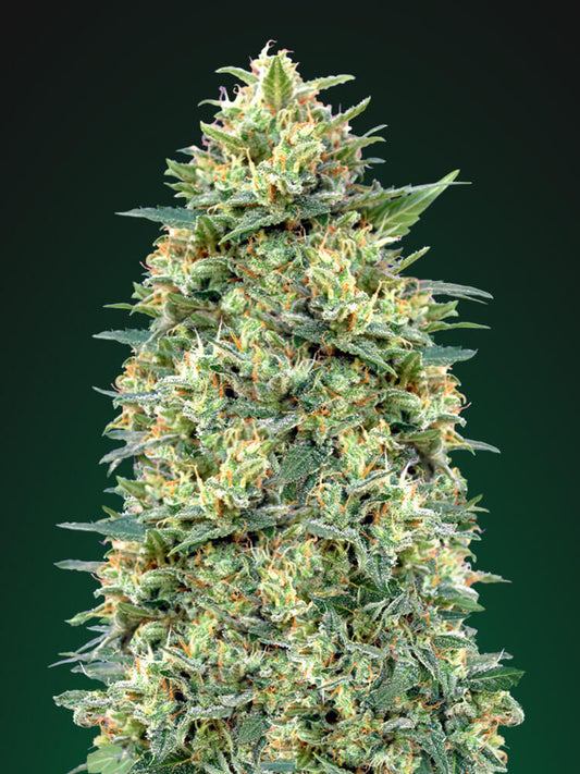 00 Seeds White Widow Auto Feminised Seeds seed packaging
