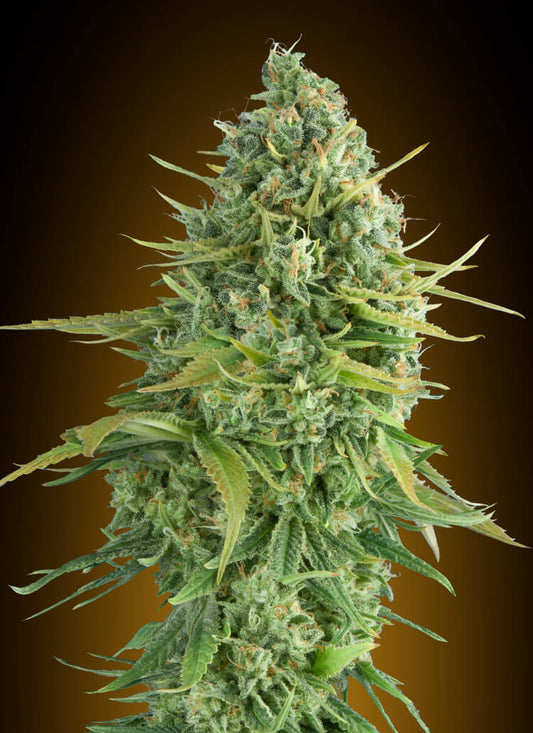 00 Seeds Do-Si-Dos Cookies Auto Feminised Seeds seed packaging