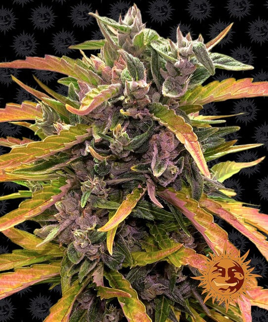 Barney's Farm Gorilla Glue Auto Feminised Seeds seed packaging