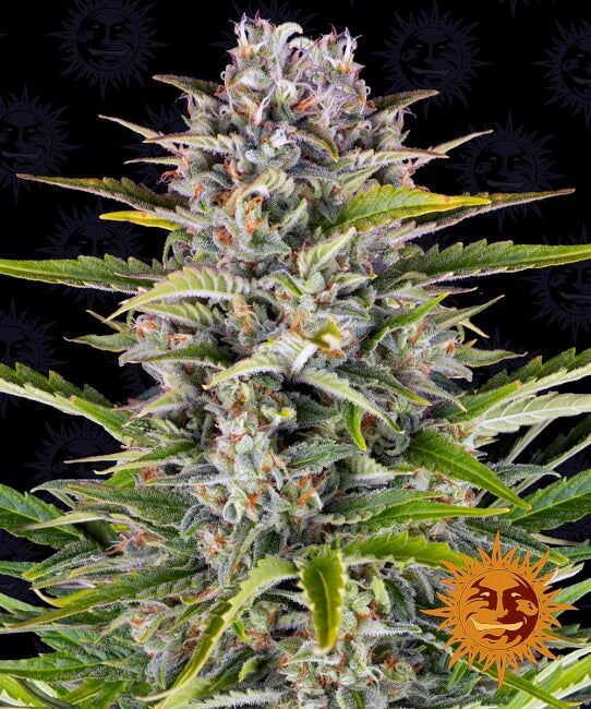 Barney's Farm Gorilla Zkittlez Auto Feminised Seeds seed packaging