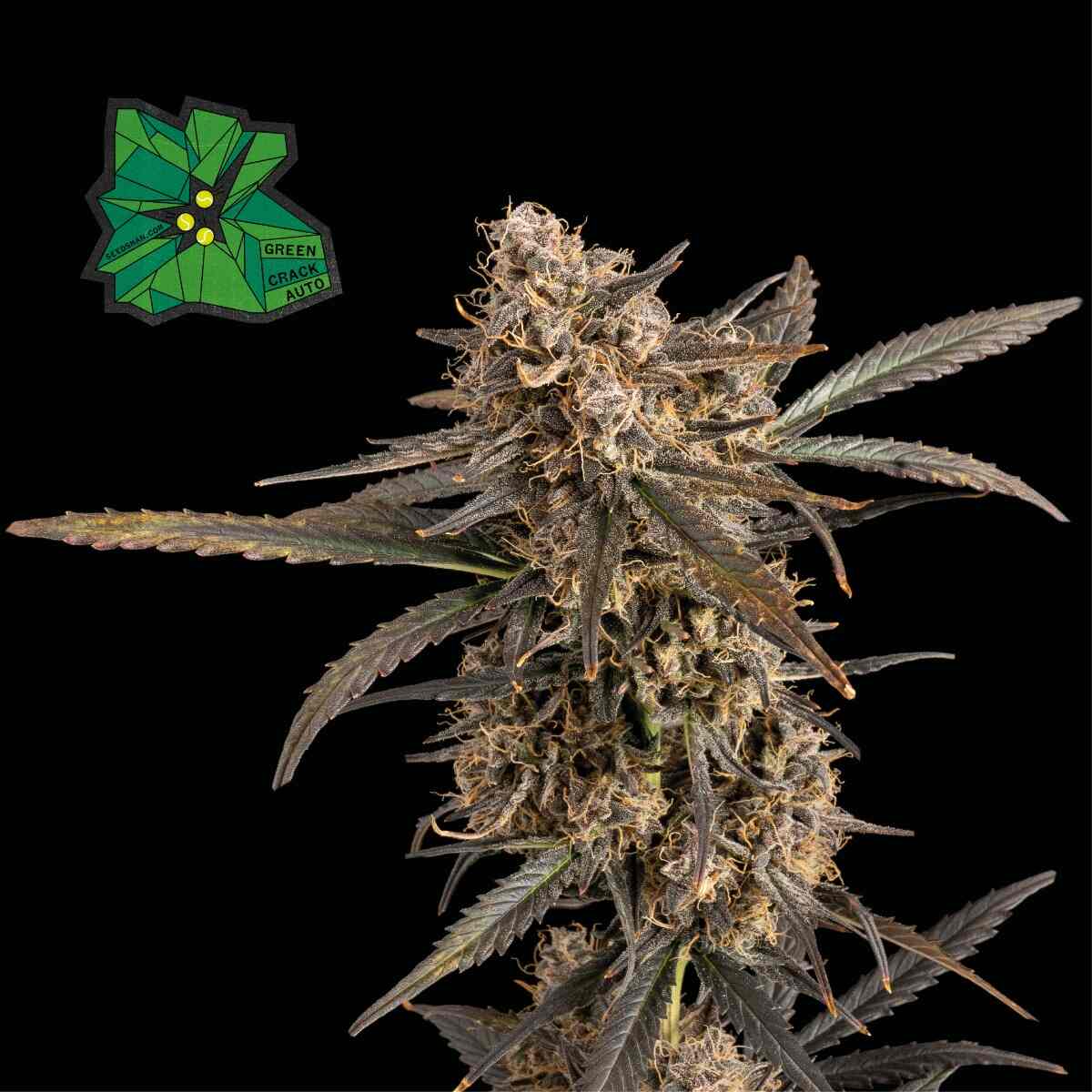 Seedsman Green Crack Auto Feminised Seeds seed packaging