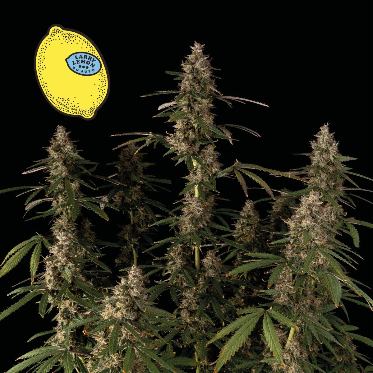 Seedsman Larry Lemon OG Auto Feminised Seeds seed packaging