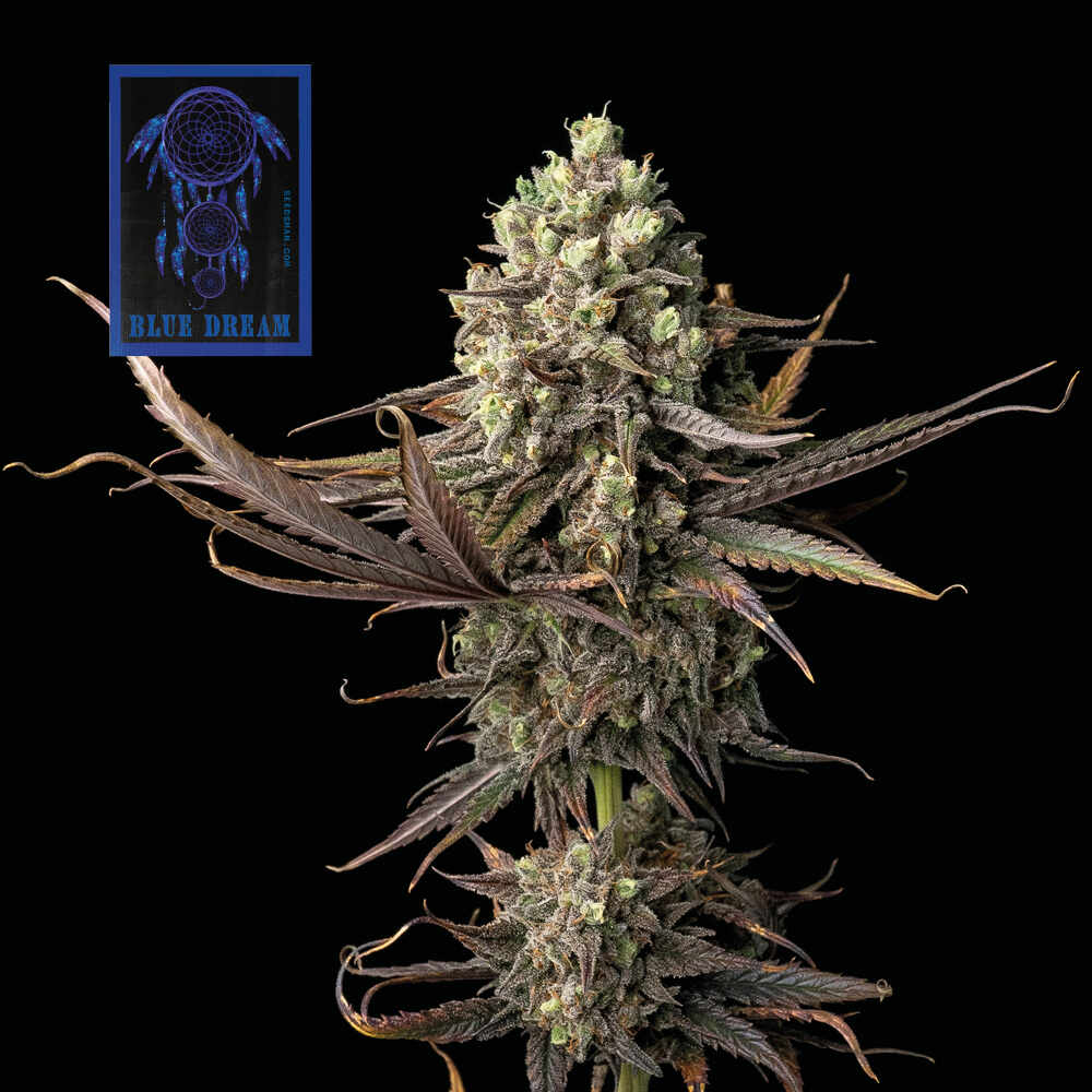 Seedsman Blue Dream Feminised Seeds seed packaging