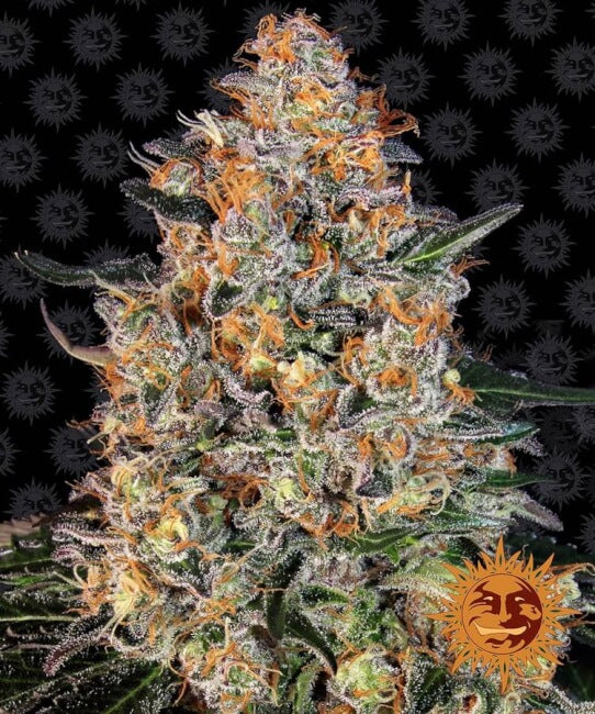 Barney's Farm Bubba Kush Feminised Seeds seed packaging