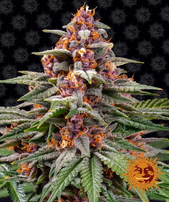 Barney's Farm Runtz Auto Feminised Seeds seed packaging