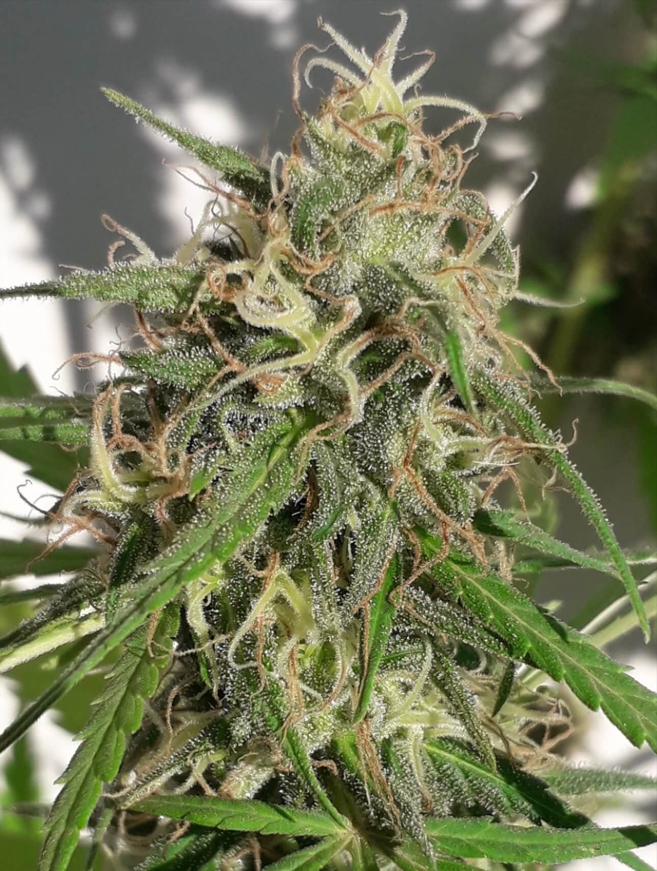 Ace Seeds New Caledonia Regular Seeds seed packaging