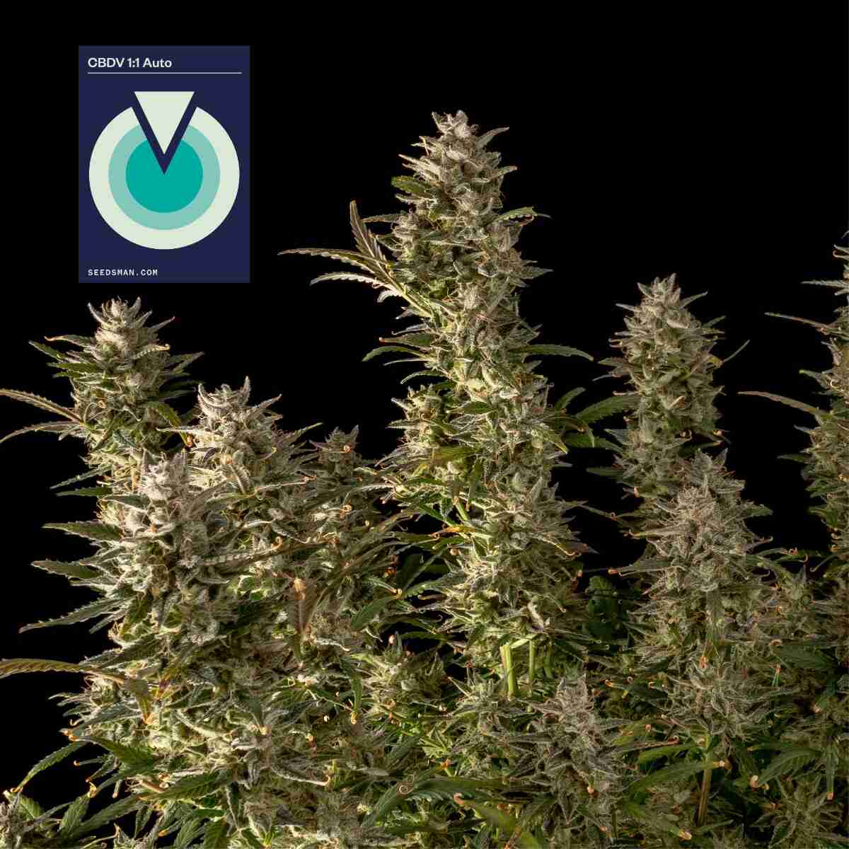Seedsman CBDV 1:1 Auto Feminised Seeds seed packaging