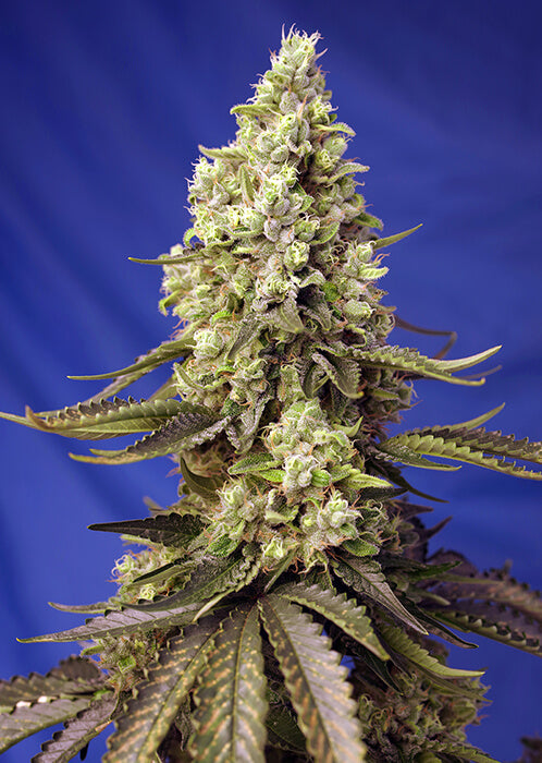 Sweet Seeds Runtz XL Auto Feminised Seeds seed packaging