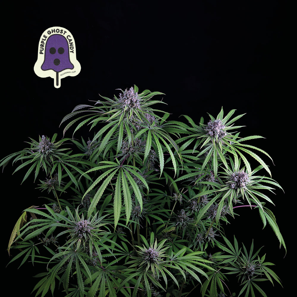 Seedsman Purple Ghost Candy Feminised Seeds seed packaging