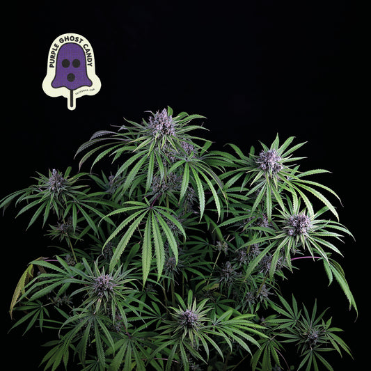 Seedsman Purple Ghost Candy Feminised Seeds seed packaging