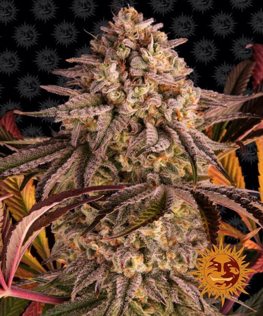 Barney's Farm Blue Sunset Sherbert Feminised Seeds seed packaging
