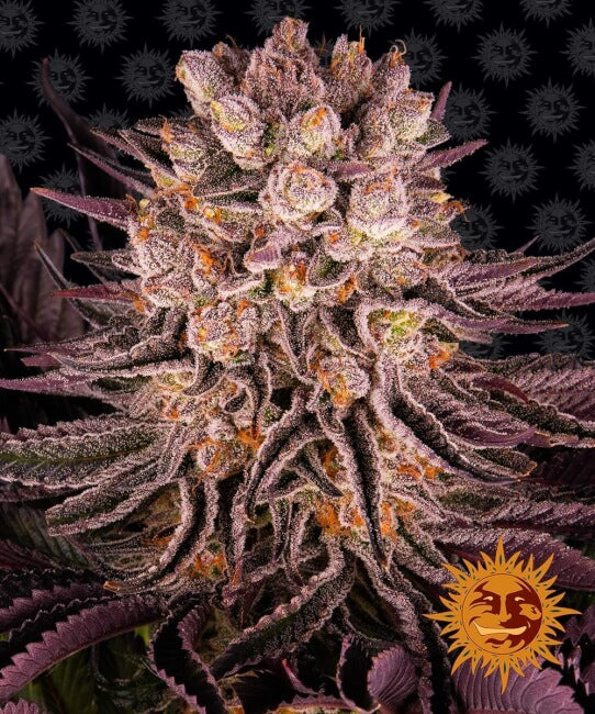 Barney's Farm Mimosa x Orange Punch Feminised Seeds seed packaging