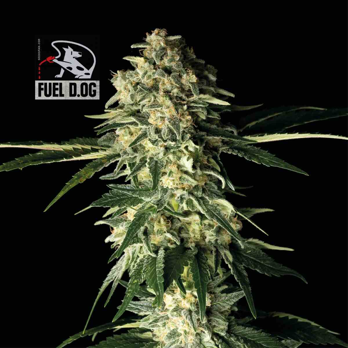 Seedsman Fuel D.OG Feminised Seeds seed packaging