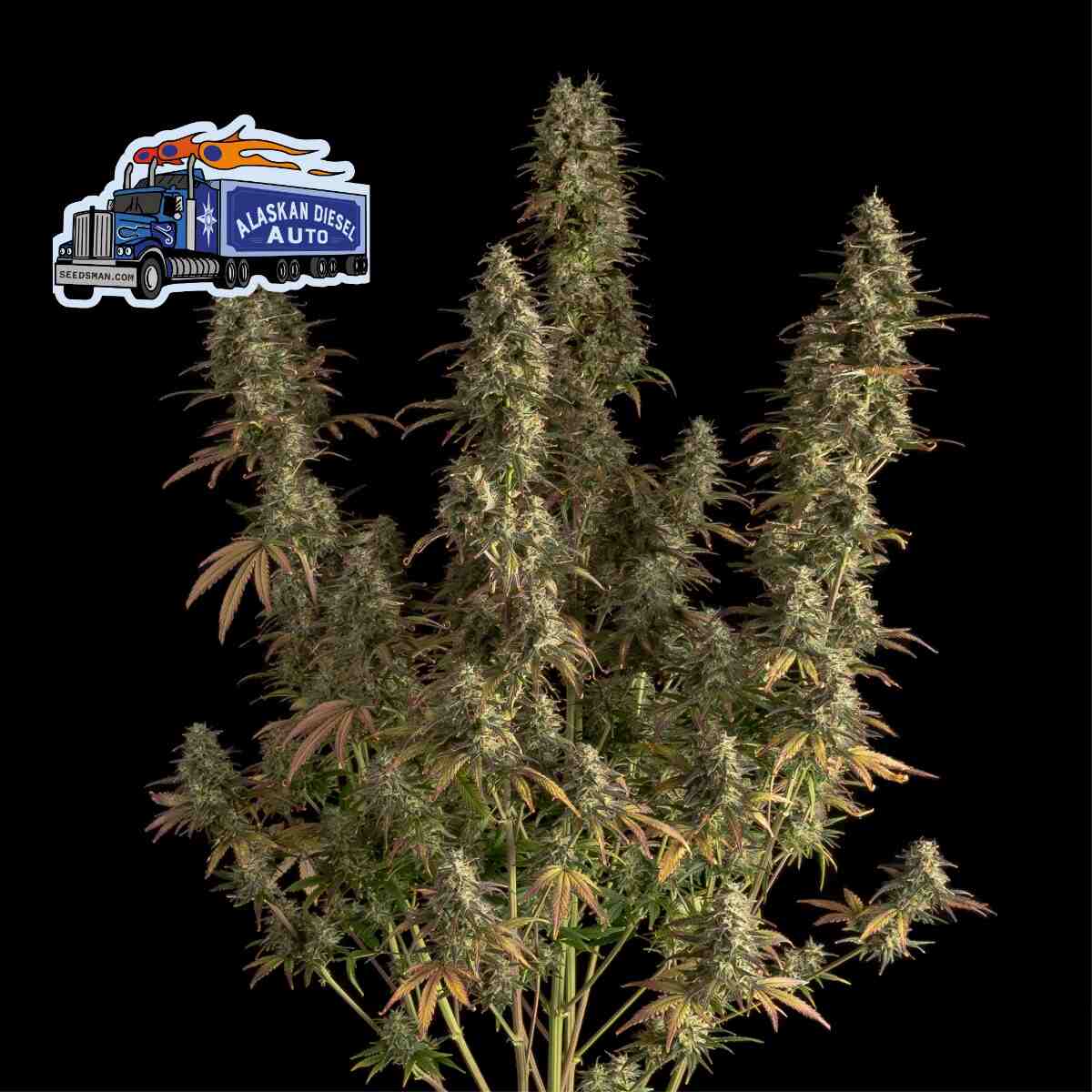 Seedsman Alaskan Diesel Auto Feminised Seeds seed packaging
