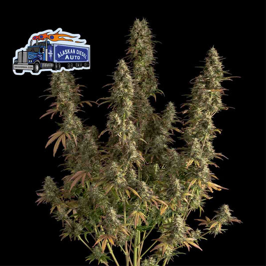 Seedsman Alaskan Diesel Auto Feminised Seeds seed packaging