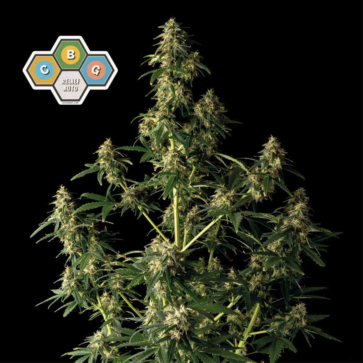 Seedsman CBG Relief Auto Feminised Seeds seed packaging