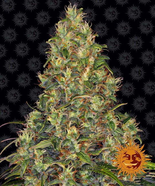 Barney's Farm Amnesia Haze Auto Feminised Seeds seed packaging
