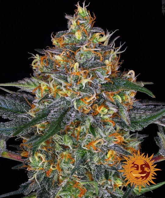Barney's Farm Moby Dick Auto Feminised Seeds seed packaging