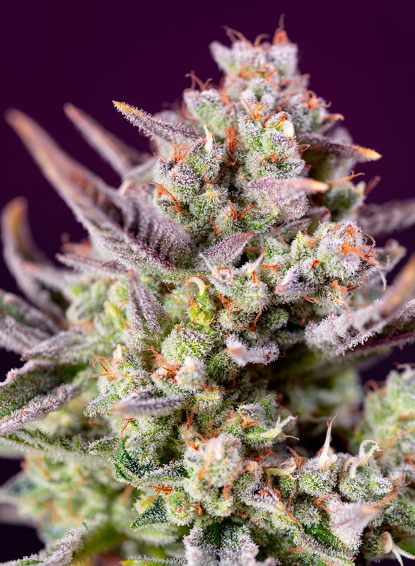 Sweet Seeds Sweet Zenzation XL Auto Feminised Seeds seed packaging