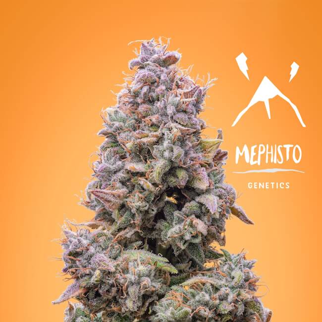 Mephisto Genetics Mango Smile Auto Feminised Seeds seed packaging