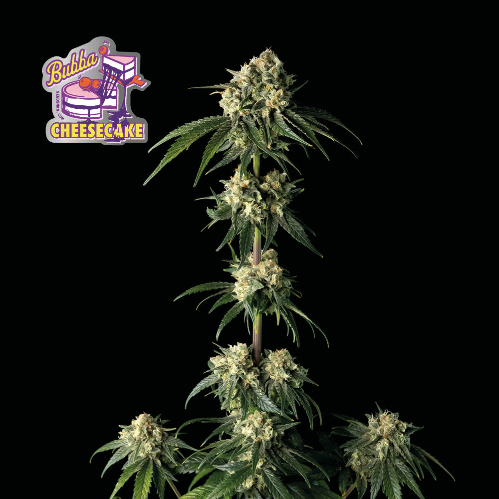 Seedsman Bubba Cheesecake Feminised Seeds seed packaging