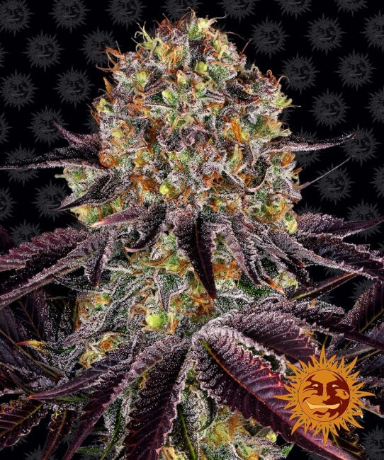 Barney's Farm Runtz x Layer Cake Feminised Seeds seed packaging
