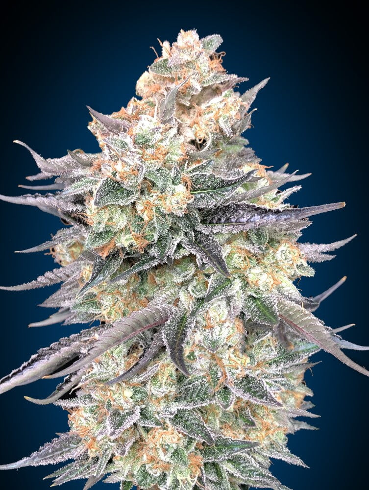 00 Seeds Blue Dream Feminised Seeds seed packaging