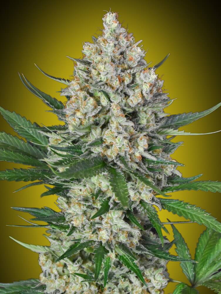 00 Seeds Lemon OG Feminised Seeds seed packaging