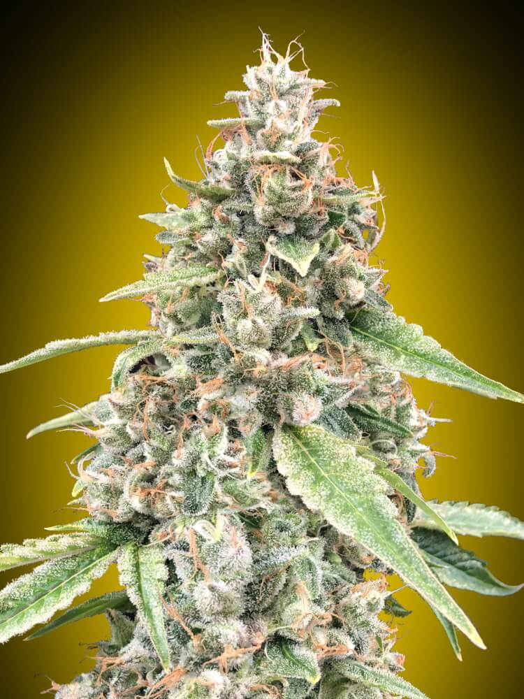 00 Seeds Lemon OG Auto Feminised Seeds seed packaging