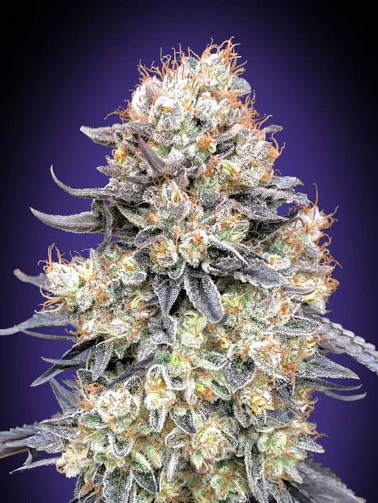00 Seeds Purple Punch Auto Feminised Seeds seed packaging