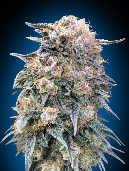 00 Seeds 00 Kush FAST Feminised Seeds seed packaging