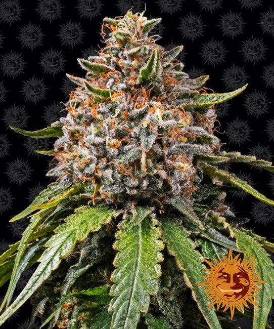 Barney's Farm White Widow XXL Feminised Seeds seed packaging