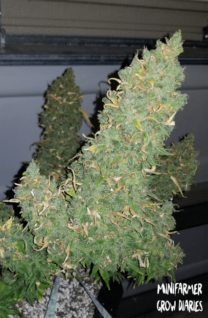 Mephisto Genetics Heisenberg Special Auto Feminised Seeds seed packaging