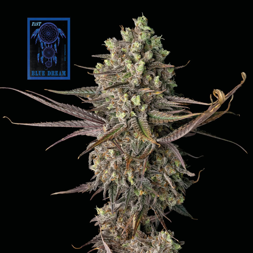 Seedsman Blue Dream Fast Feminised Seeds seed packaging
