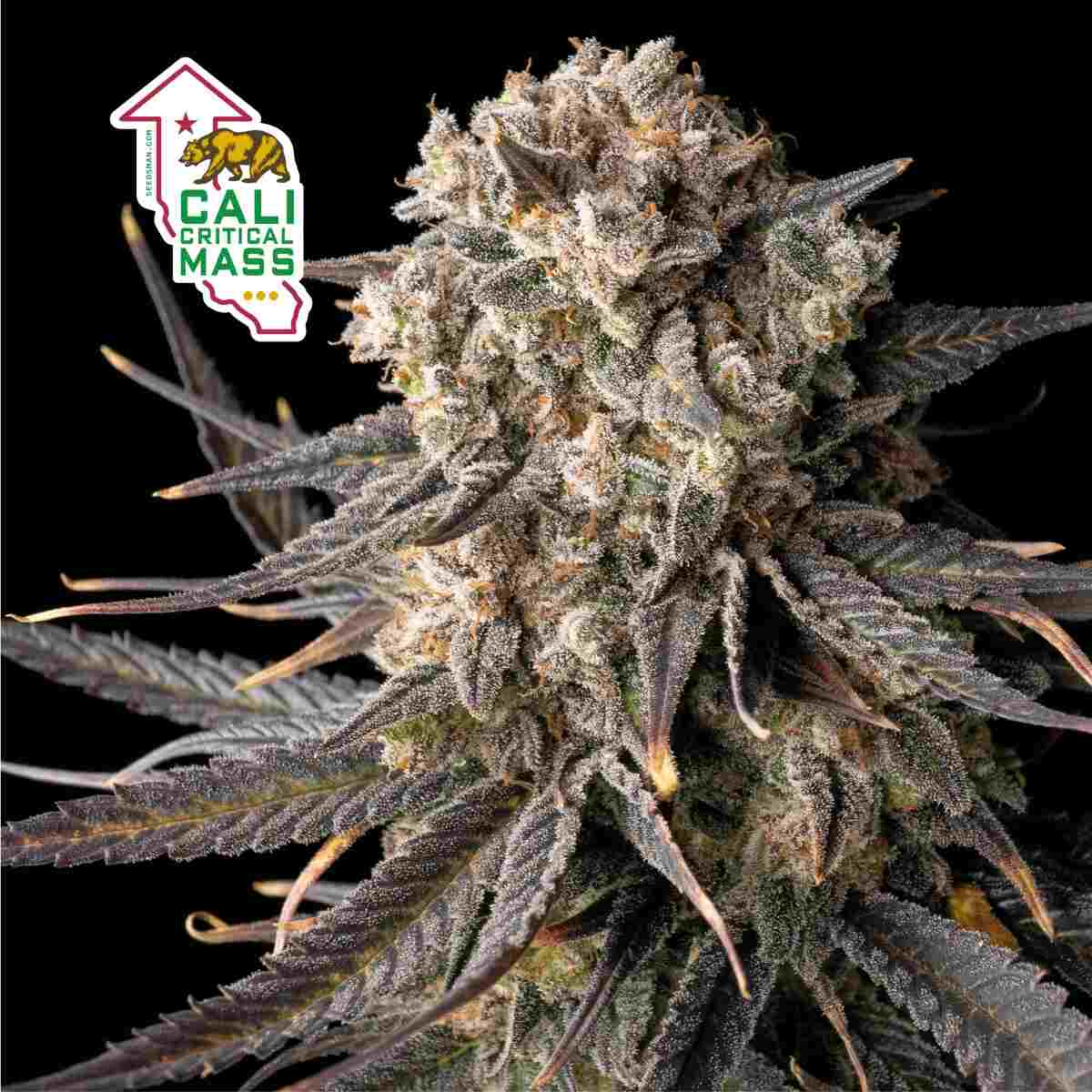 Seedsman Cali Critical Mass Feminised Seeds seed packaging