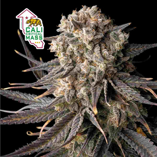 Seedsman Cali Critical Mass Feminised Seeds seed packaging