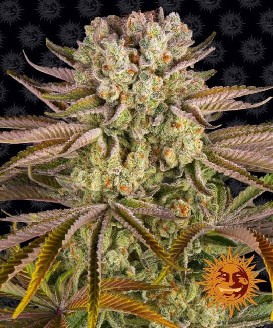 Barney's Farm Pineapple Express Feminised Seeds seed packaging