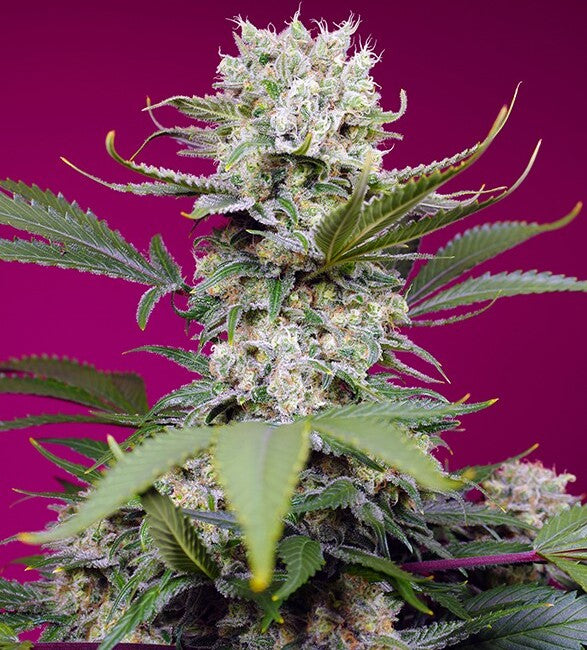 Sweet Seeds Sweet Mandarine Zkittlez XL Auto Feminised Seeds seed packaging