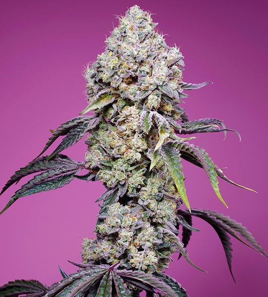 Sweet Seeds Sweet Mandarine Zkittlez F1 Fast Version Feminised Seeds seed packaging